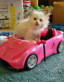 Kathouse - Ragdoll Cat Breeder - Cairns, QLD
