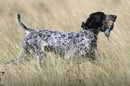 Gershopoin and  Typhoone Kennels - German Shorthaired & English Pointers, Jack Russell & Smooth Fox Terrier Breeder - Bundaberg, QLD