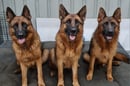 STORMNAK KENNELS - German Shepherd Breeder - Camden, NSW