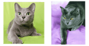 Ratchasima Korats - Korat Breeder - Tweed Valley