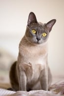 Burmese Kittens By Oramor