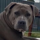Tamf - American Staffordshire Terrier Breeder - Newcastle, NSW