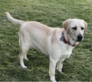 Koomooloo Labrador Retrievers - Dubbo, NSW