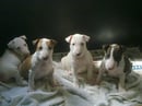Bessabull Kennels - Bullterrier and Bullterrier Miniature Breeder - Coonabarabran, NSW