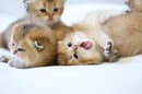 TaikoGolden British Cattery - British Shorthair & Longhair Cat Breeder