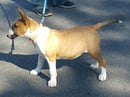 Bonspotty Bull Terriers - Bull Terrier Breeder - Gympie, QLD