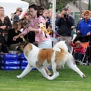 BLAQAVIAR AKITA BREEDERS - Canberra, ACT