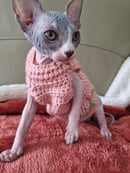 Cosmickatz Sphynx Cattery  - Sphynx Cat Breeder - Sydney, NSW