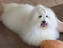 GUYS'N'DOLLS Coton De Tulear Breeder - Brisbane, QLD