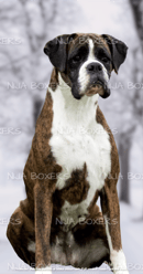 NIJA BOXERS - Penrith, NSW