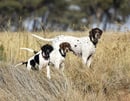 Cassalis Pointers - Pointer Breeder - West Wyalong, NSW