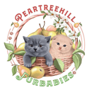 Peartreehill - British Shorthair Breeder - Braidwood, NSW