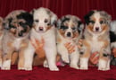 Zenderland Australian Shepherds - Margaret River area, WA