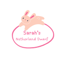 Netherland Dwarf Rabbit Breeder - Sydney Hills District, NSW