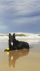 Dexland German Shepherds - Gold Coast, QLD