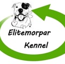 Elitemorpar Kennels - American Staffordshire Terrier Breeder - Blackwater, QLD
