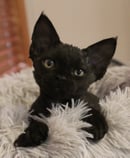 Figaro Devon Rex