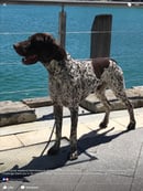 Wahrelegende - German Shorthaired Pointer Breeder - Bullsbrook, WA