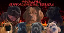 IMPERIALFIRE, STAFFORDSHIRE BULL TERRIERS, REGISTERED BREEDER ANKC, WA