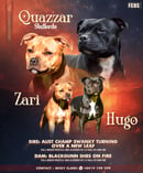 QUAZZAR - STAFFORDSHIRE BULL TERRIER BREEDER - HUMPTY DOO, NT