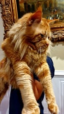 Lioncoon Maine Coon Cattery