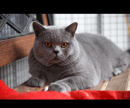 Foxwood-British Shorthair Breeder - East Gippsland, VIC