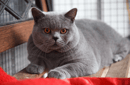 Foxwood-British Shorthair Breeder - East Gippsland, VIC