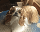 Chochun Kennels - Shih Tzu Breeder - Blayney, NSW