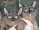Brampets Burmese - Burmese Breeder - Beaudesert  Queensland