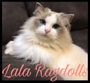 LaLa Ragdolls