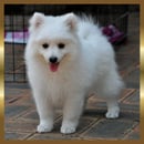 Jonja Kennels - Japanese Spitz Breeder - Brisbane, QLD
