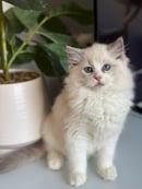 Kdolls Ragdolls - Breeding for a purpose with love