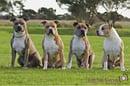 Ta’Randu Amstaffs - American Staffordshire Terrier Breeder - Sunbury, VIC