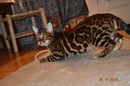 Cairngorm Bengals - Registered Bengal Breeder - Huon Valley Tasmania