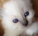 Monalea Birmans