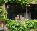 Mon Tigre Bengals - Snow and Brown Bengals