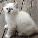Akissi Birmans - Birman Cat Breeder