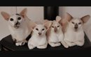 Barradene Breeding Cattery