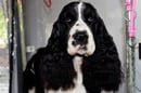 Ozdezign English Springer Spaniels