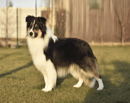Langtry Border Collies