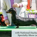 Daldach Standard Smooth Haired Dachshunds
