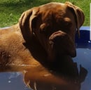 Nanmas Dogues