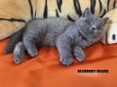 DABELLABLU CATTERY