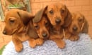 Daclow Dachshunds 