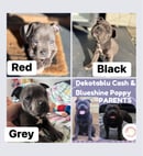 Indierose - Staffordshire Bull Terrier Breeder
