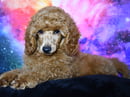 Beautyisborn Miniature Poodles