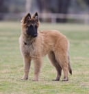 Belgian Shepherd Breeder, Belgian Shepherd Rescue, Boarding Kennels