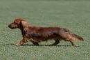 Meinrad Dachshund Breeder and Showing Qld