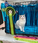 Oceaneyes Ragdolls - Ragdoll Breeder, SA