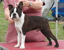 Dimadal Kennels - breeder of quality Boston Terriers